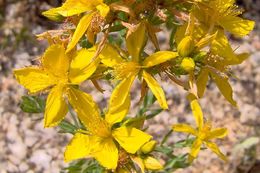 Image of St John's wort