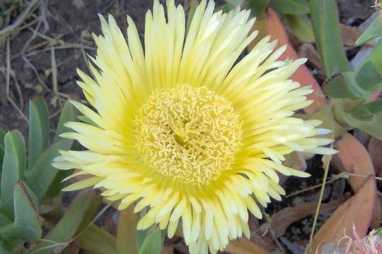 Imagem de Carpobrotus edulis (L.) N. E. Br.