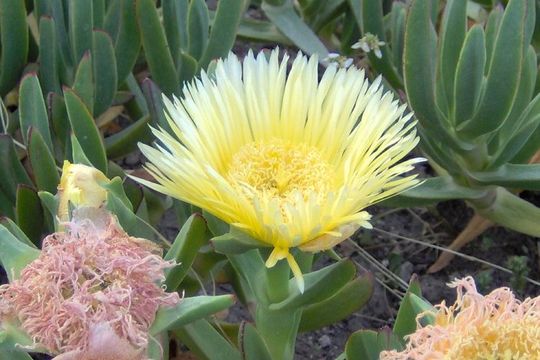 Imagem de Carpobrotus edulis (L.) N. E. Br.