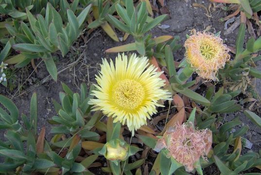 Imagem de Carpobrotus edulis (L.) N. E. Br.