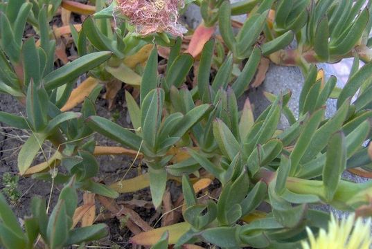 Imagem de Carpobrotus edulis (L.) N. E. Br.