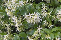 Plancia ëd Trachelospermum jasminoides (Lindl.) Lem.