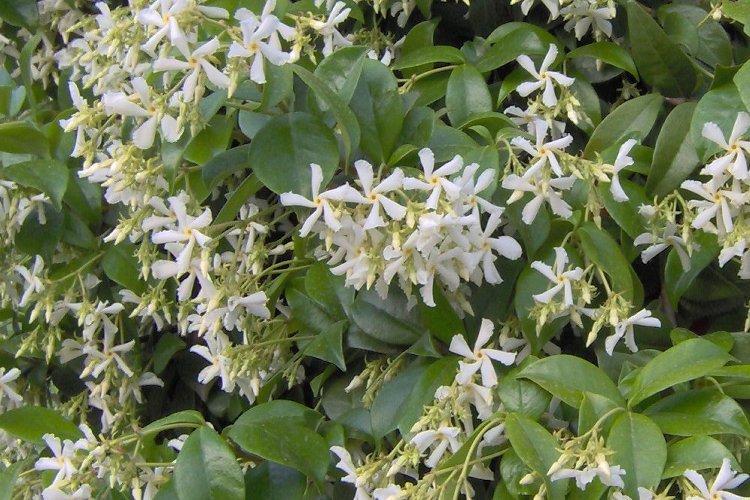 Image of Star-jasmine or Confederate-jasmine