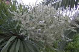 Image de Cordyline australis (G. Forst.) Endl.