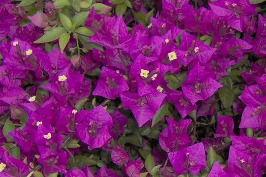 Imagem de Bougainvillea spectabilis Willd.