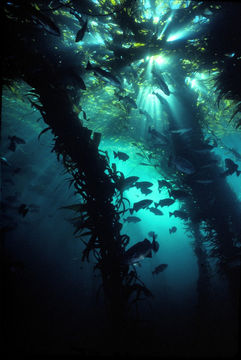 Image of Giant kelp