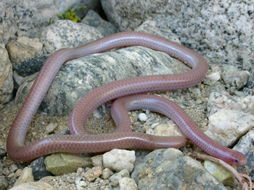 Image of Western Blind Snake