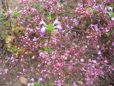 Image of San Diego thorn-mint