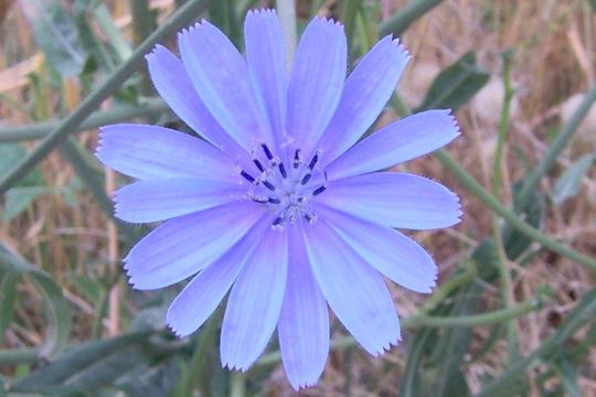 Image of chicory