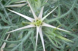 Image of red star-thistle