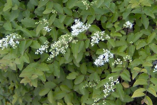 Image of California privet