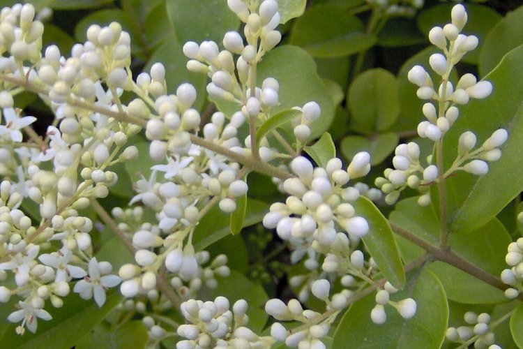 Image of Chinese privet