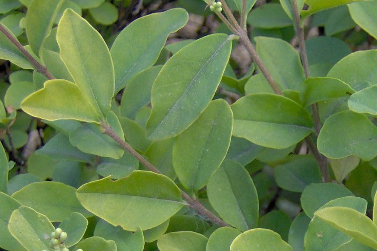 Слика од Ligustrum sinense Lour.