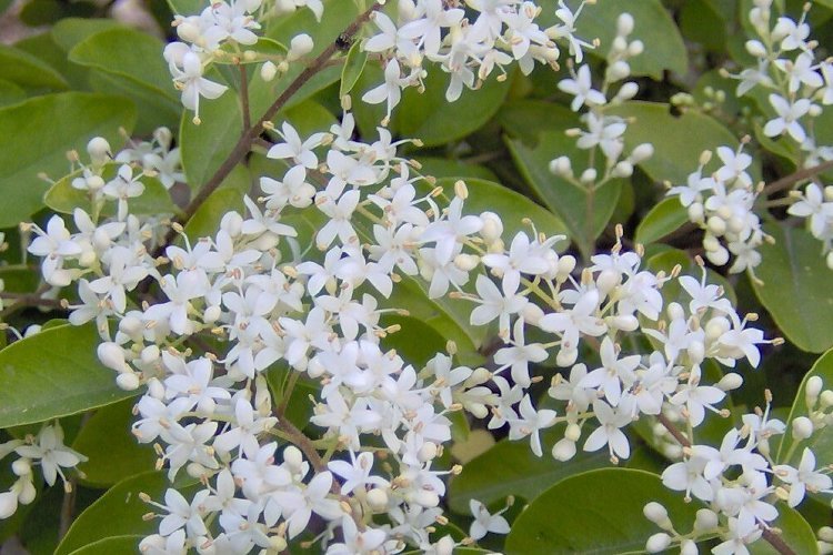 Слика од Ligustrum sinense Lour.