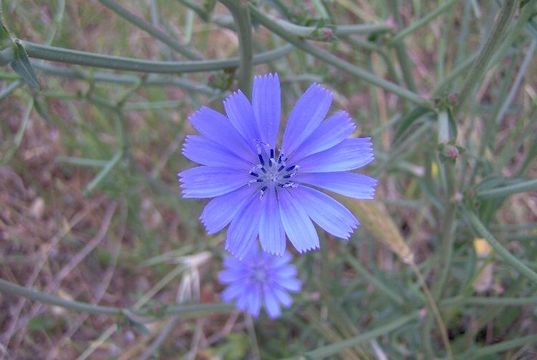 Image of chicory