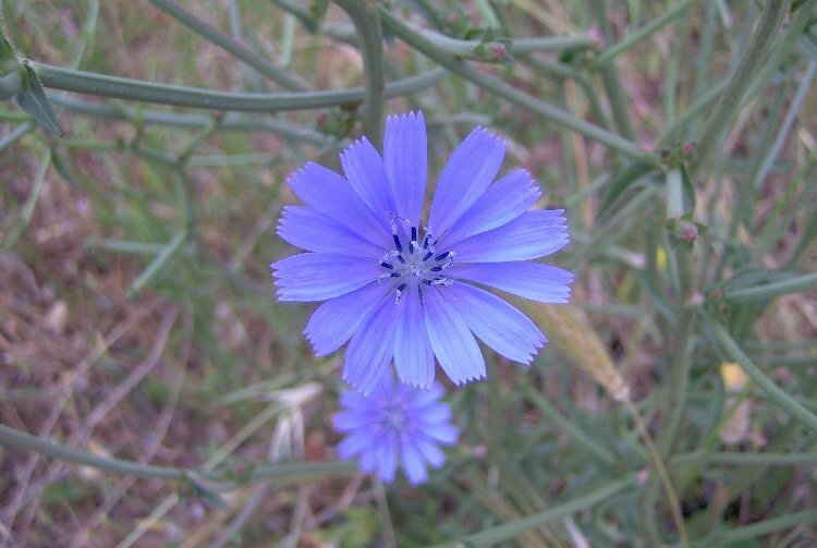 Image of chicory