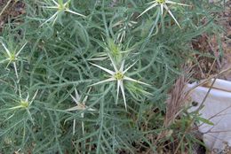 Image of red star-thistle