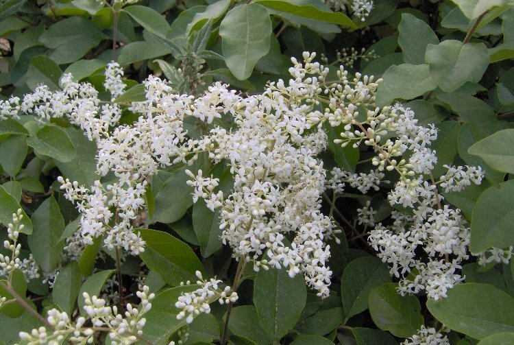 Image of Chinese privet