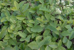 Image of Chinese privet