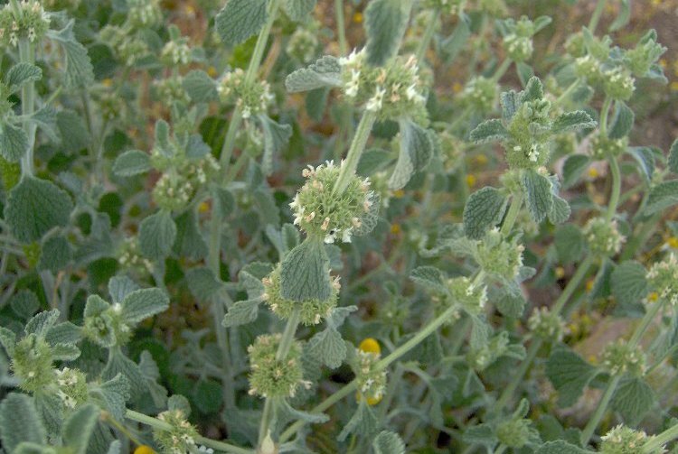 Imagem de Marrubium vulgare L.