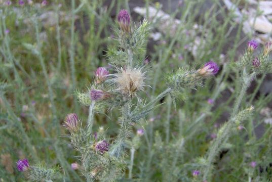 Image of Italian plumeless thistle