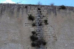 Image of pellitory-of-the-wall