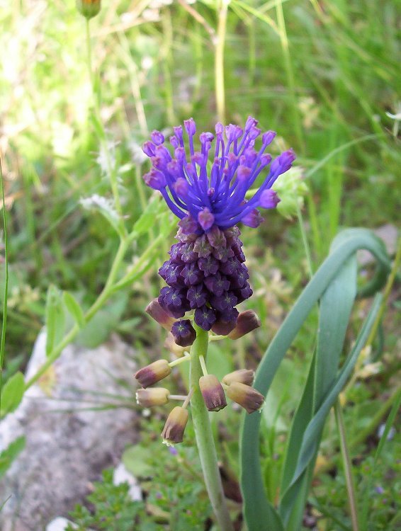 Image of tassel grape hyacinth