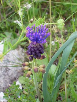 Image of tassel grape hyacinth