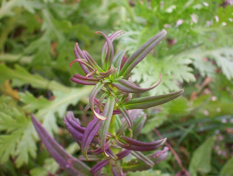 Image of linearleaf snapdragon