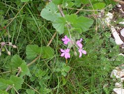 Imagem de Erodium malacoides (L.) L'Her.