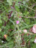 Image of linearleaf snapdragon