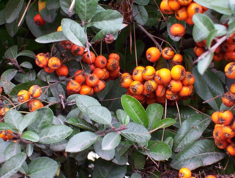 Image de Pyracantha coccinea M. J. Roemer