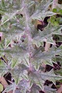 Image of Illyrian cottonthistle