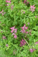 Image of Common Fumitory