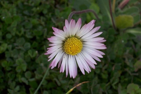 Image of Daisy