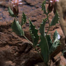 Image of dwarf desertpeony