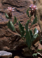 Plancia ëd Acourtia nana (A. Gray) Reveal & R. M. King