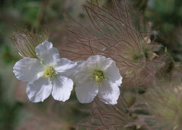 Image of Apache plume