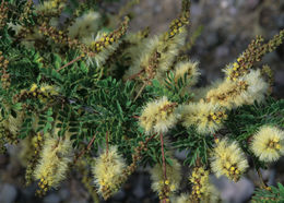 Image of catclaw acacia