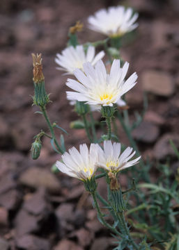 Слика од Calycoseris wrightii A. Gray