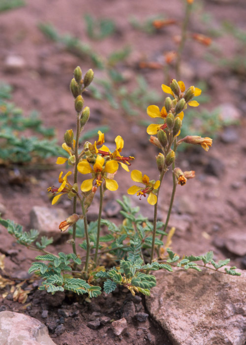 Sivun Hoffmannseggia glauca (Ortega) Eifert kuva