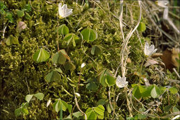 Oxalis montana Raf. resmi