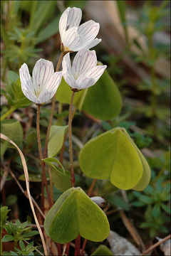 Image of mountain woodsorrel