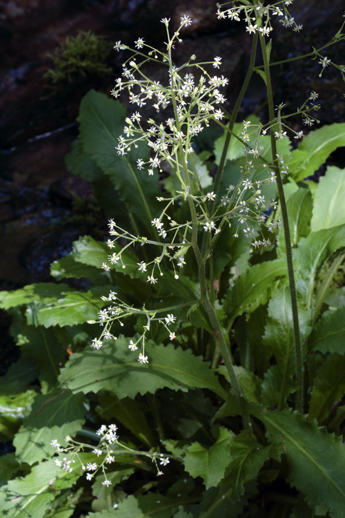 Image of <i>Saxifraga micranthidifolia</i>