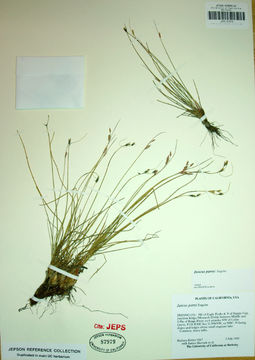 Слика од Juncus parryi Engelm.