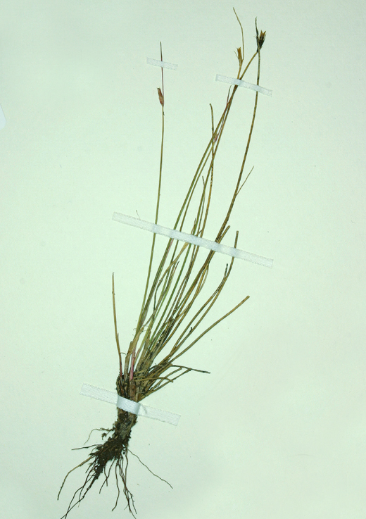 Juncus parryi Engelm. resmi