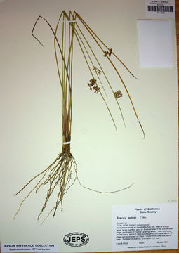 Plancia ëd Juncus patens E. Meyer