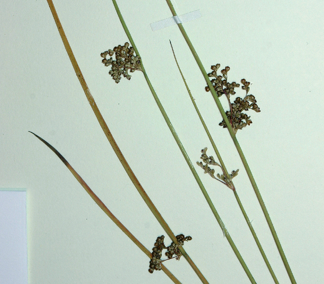 Plancia ëd Juncus patens E. Meyer