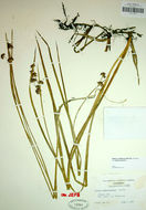 Image of <i>Juncus <i>phaeocephalus</i></i> var. phaeocephalus