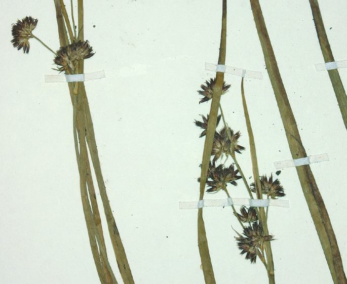 Image of <i>Juncus <i>phaeocephalus</i></i> var. phaeocephalus